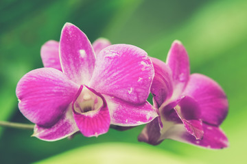 Obraz premium beautiful bright pink purple dendrobium orchid flower (Vintage f