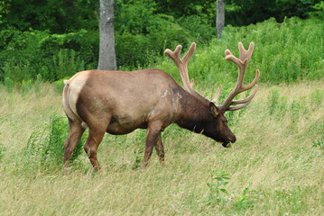 Naklejka na ściany i meble Male American Elk at a Wildlife Sanctuary