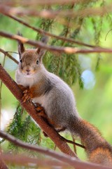 Cute squirrel in a tree