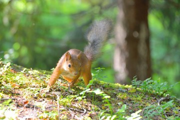 Squirrel searching for food
