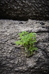 Small tree that grows in trees.