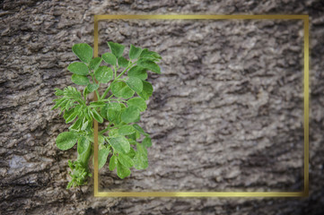Small tree that grows in trees.
