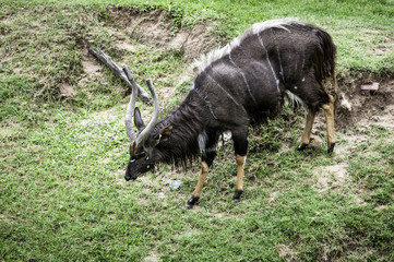 Buck deer with deer in the wild