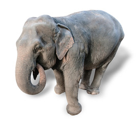 Obraz premium Elephant on a white background