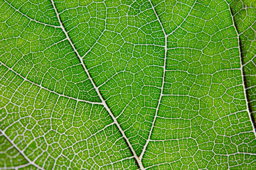 Leaf texture abstract background with closeup view on veins