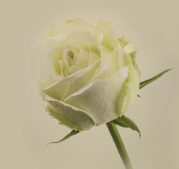 Rose Vintage Flowers