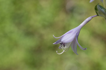 Closeup of one hosta flower