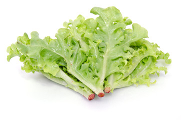 Salad vegetable leaf isolated on white background