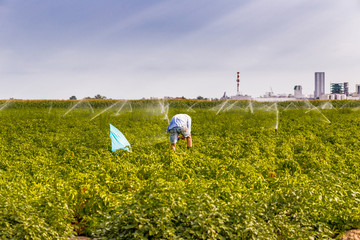 farmer with blue umbrella among irrigation sprinklers