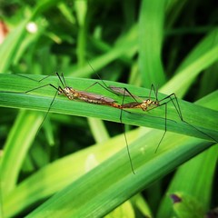 Mating Crane Flies