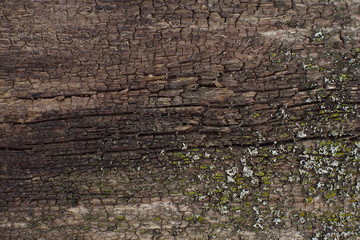 Old wooden background in rustic style, copyspace. Bark of aged tree