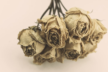 dry roses art Vintage Flowers