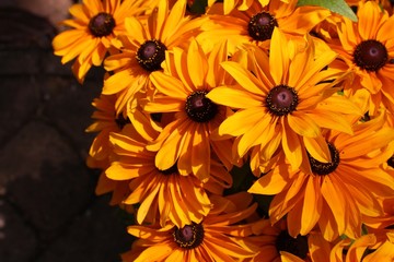 Yelow rudbeckia 
