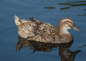 Canard
