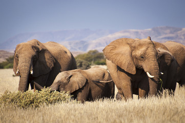 Naklejka na ściany i meble Herd of elephants in the savannah, in Namibia, Africa
