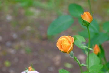 Fototapeta premium Fresh and natural rose