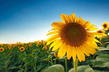 Beautiful sunflower head blooming in cultivated crop field