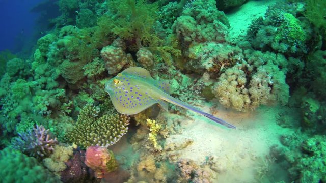 Blue Spotted Stingray on Coral Reef