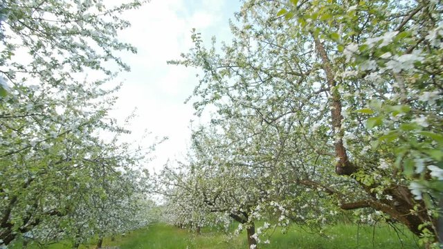 Blossoming apple orchard with white flowers in spring. Slow motion