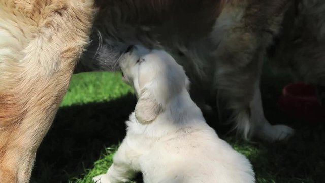 Retriever-Welpe an Milchbar