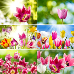 image of beautiful flowers in the garden closeup