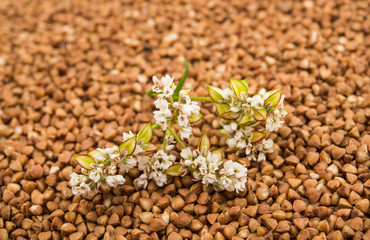 photographed close-up ripe kernel of buckwheat