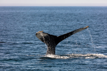 Whale, cape cod