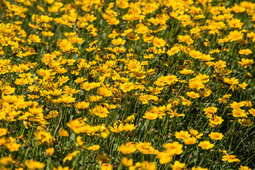 Cosmos flowers garden
