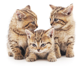 Three brown cats.