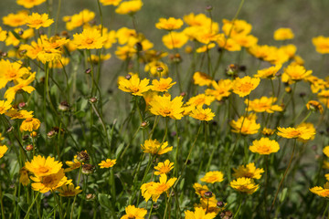 Fototapeta premium Cosmos flowers garden