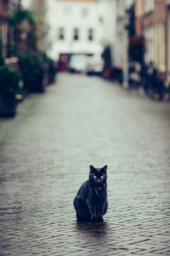 Black cat in a beatifull dutch street