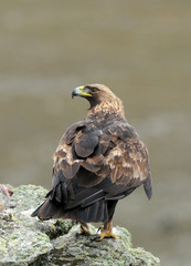 La hembra del aguila real