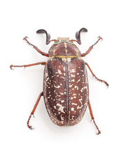 Brown beetle with white spots.