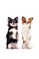 Obraz premium Чихуахуа на задних лапах