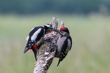 Junger Buntspecht