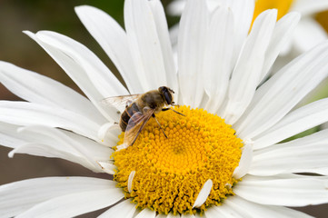Obraz premium Biene auf einer weißen Margerite