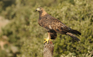 aguila real adulta posando en el tronco