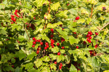 Red currants in the garden