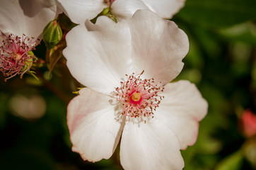 Blüte einer Heckenrose, Nahaufnahme