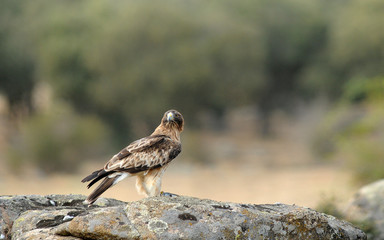 aguila calzada en la roca