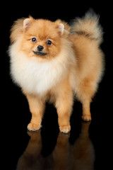 Obraz premium Dog on black background