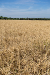 Golden paddy rice field ready for harvest