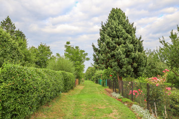 Fototapeta na wymiar View of the garden plot