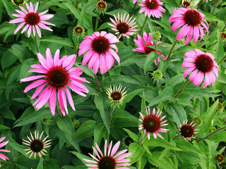 Fototapeta premium Echinacea