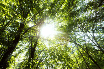 Fototapeta na wymiar Green Forest Trees Tops and Sun Beams Through Leaves