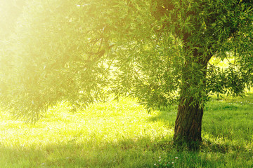 Outdoor Tree Park Nature Green Background