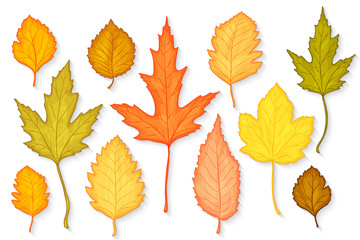 Autumn leaves set