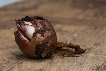 Shallot on brown wooden background