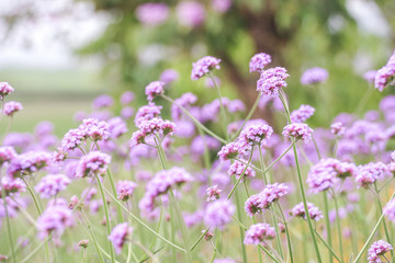 Soft focus of purple flowers on beautiful bokeh background