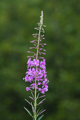 flowers of Willow-herb (Ivan-tea) on green background